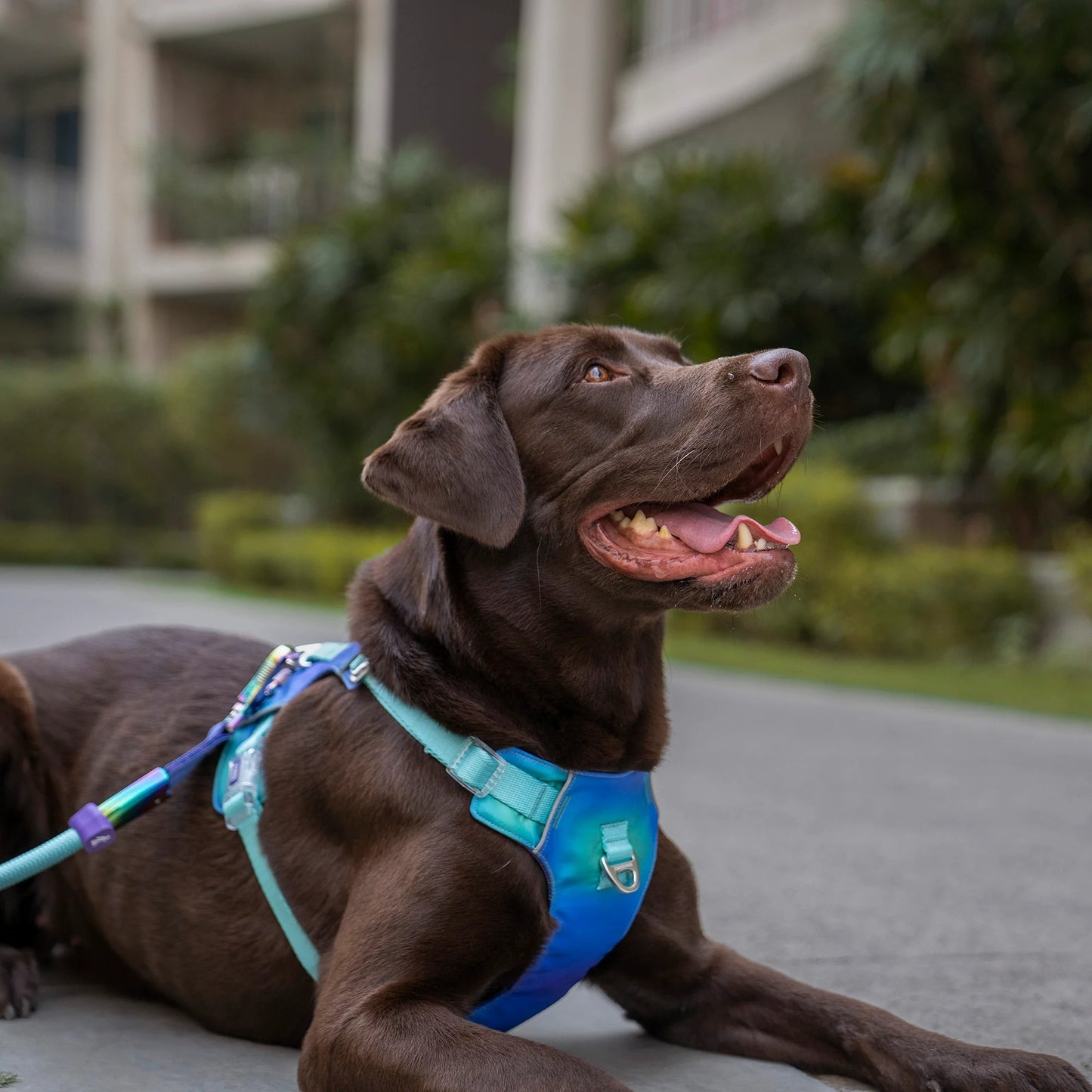Dash Dog Seafoam Storm Outdoor Fit Harness For Dog - Aqua Blue