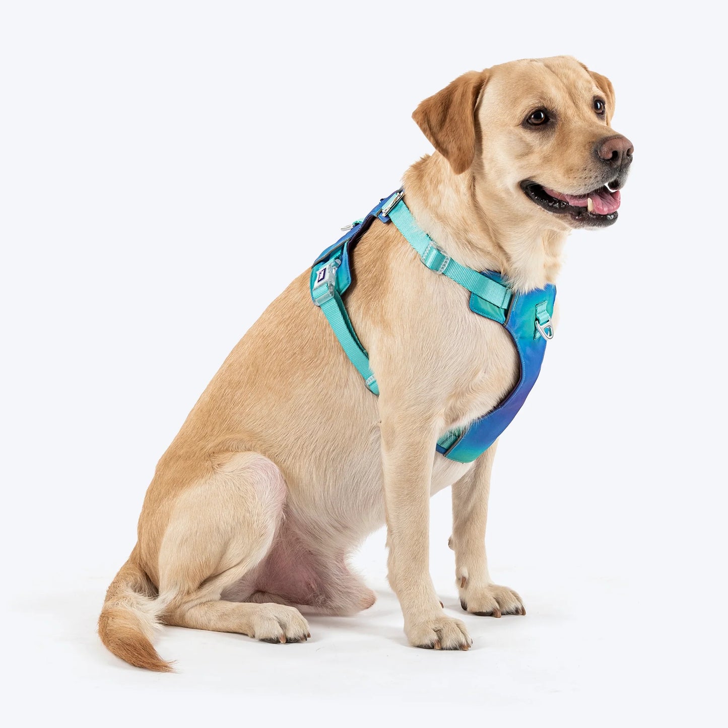 Dash Dog Seafoam Storm Outdoor Fit Harness For Dog - Aqua Blue