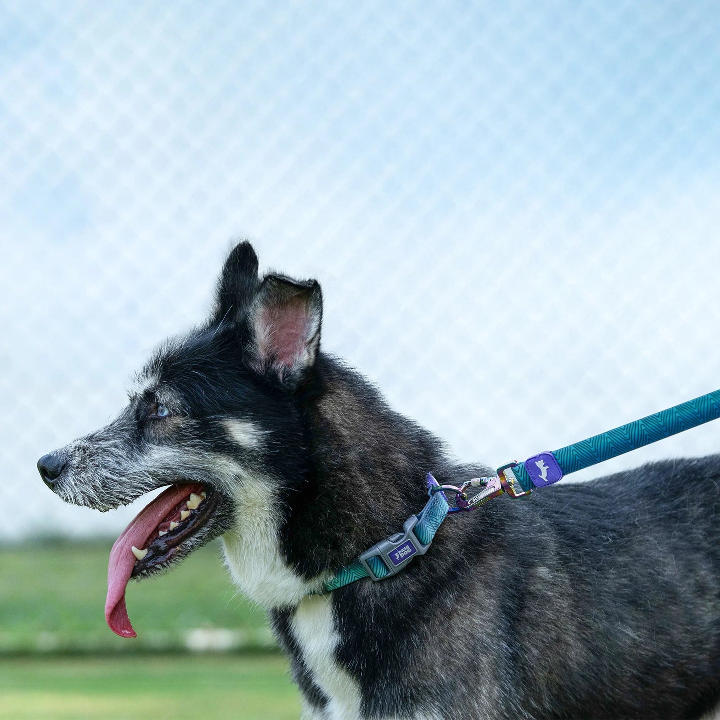 Dash Dog Trail Tails Waterproof Collar & Leash Set For Dog - Blue