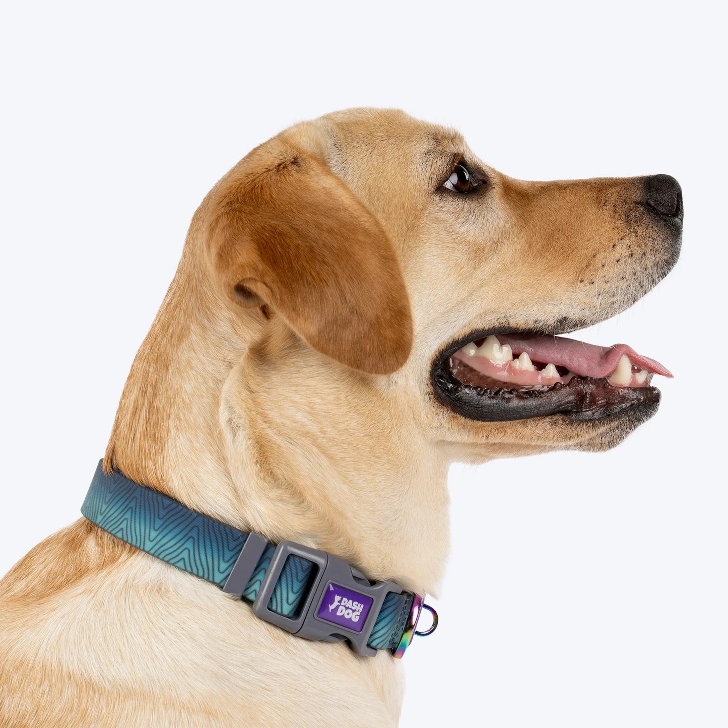 Dash Dog Trail Tails Waterproof Collar & Leash Set For Dog - Blue