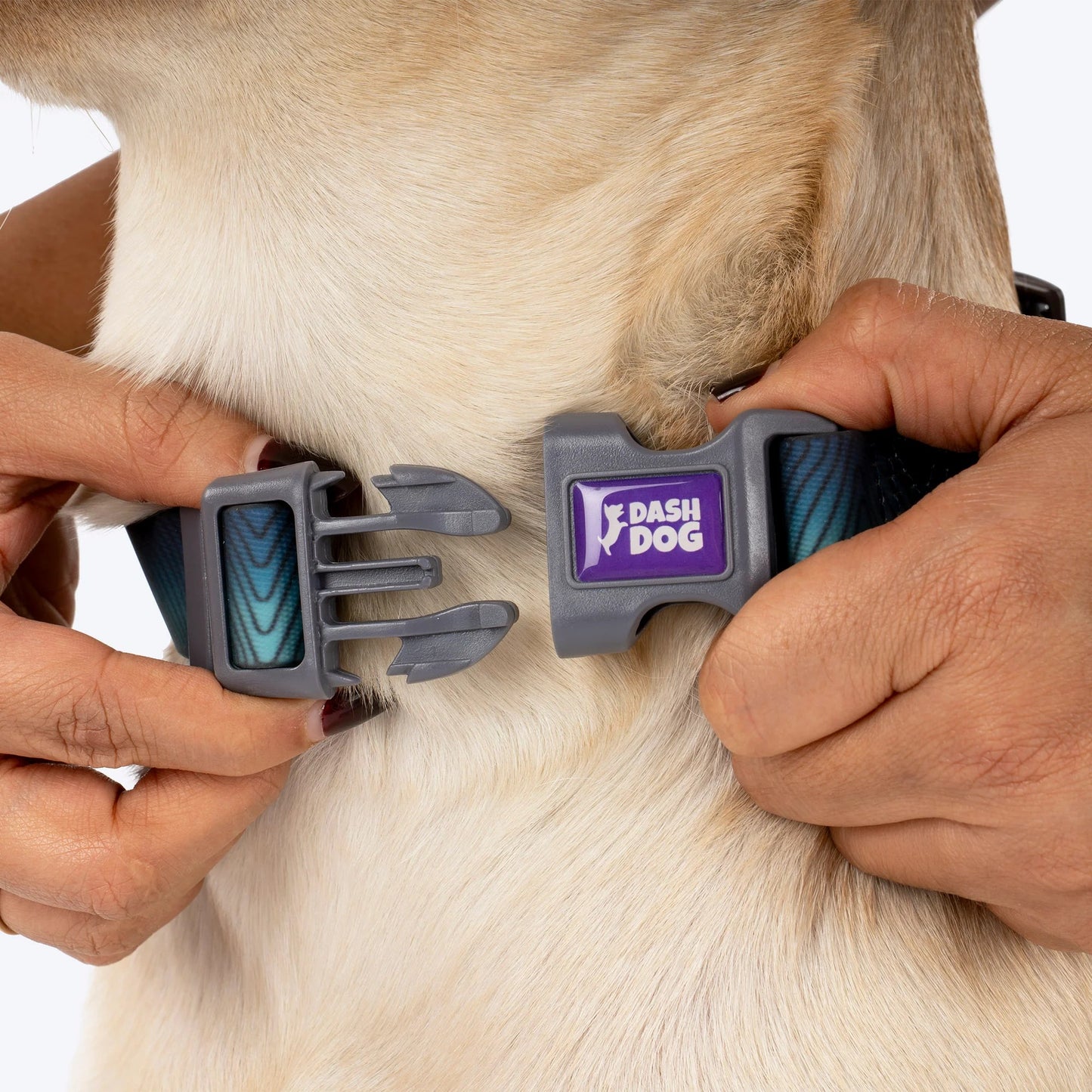 Dash Dog Trail Tails Waterproof Collar & Leash Set For Dog - Blue