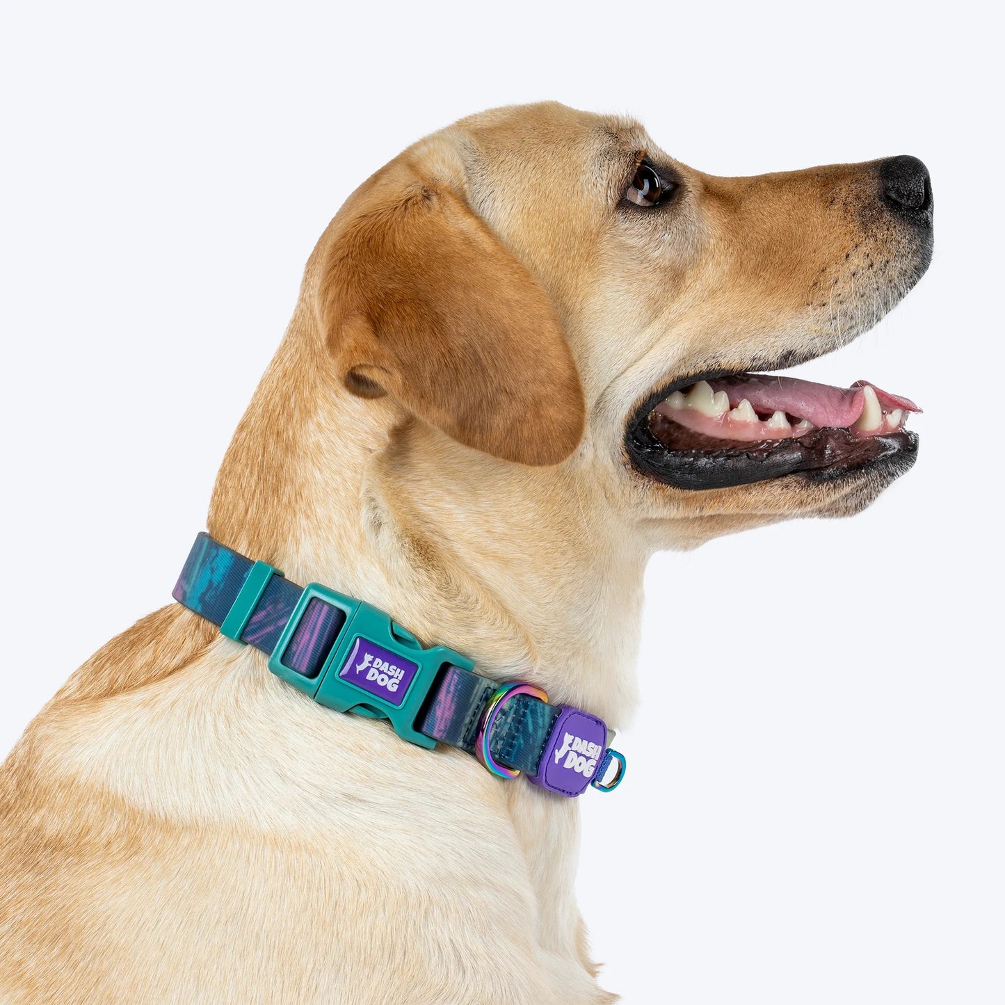 Dash Dog Wild Ridge Waterproof Collar & Leash Set For Dog - Green