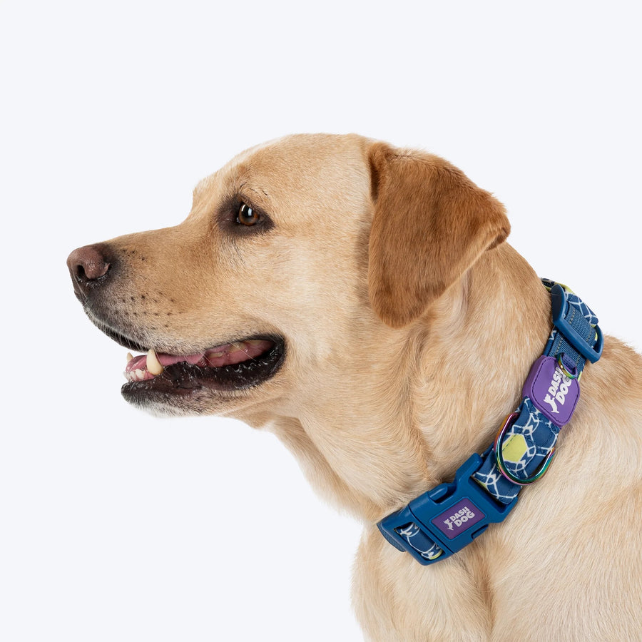 Dash Dog Wildcrest Padded Collar For Dog - Blue & Neon Green