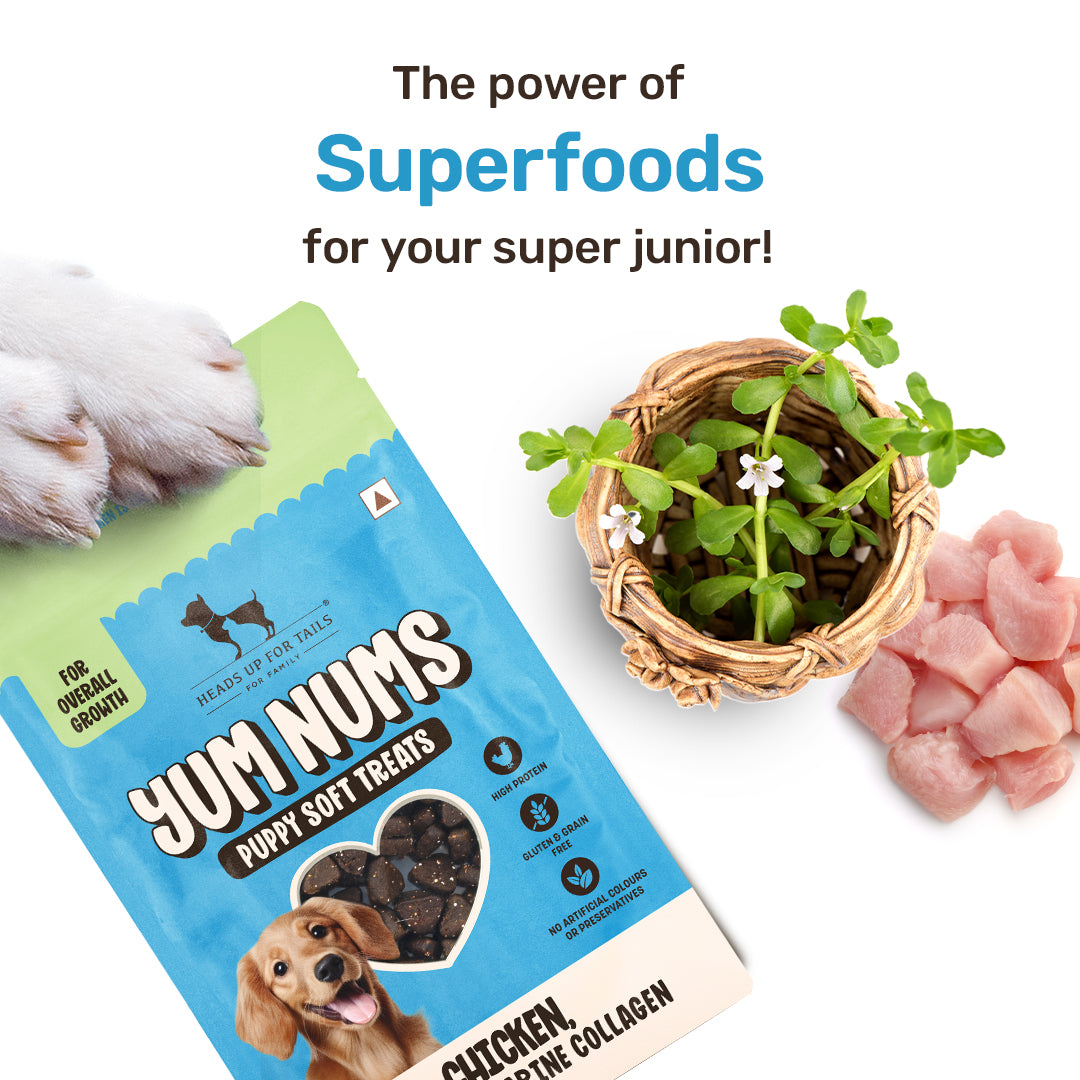 HUFT Yum Nums Chicken, Brahmi & Marine Collagen Puppy Soft Treats - 70 g