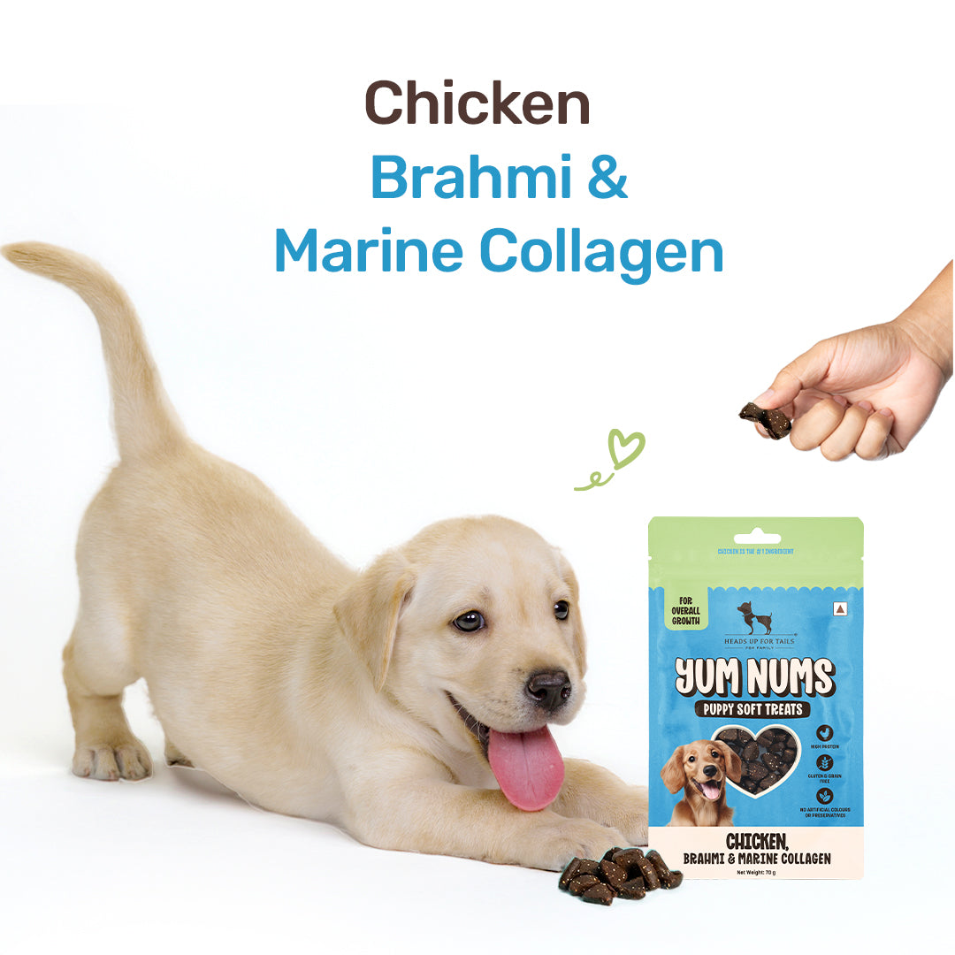 HUFT Yum Nums Chicken, Brahmi & Marine Collagen Puppy Soft Treats - 70 g