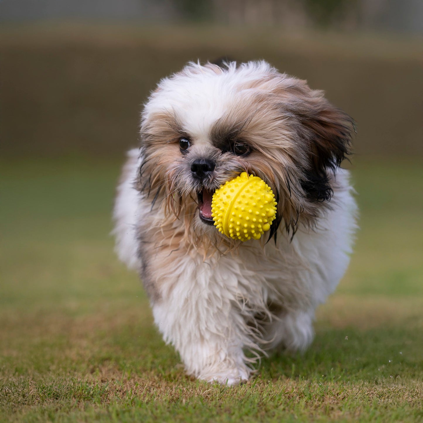 Dash Dog Mello-Yello Ball Toy Dog Toy