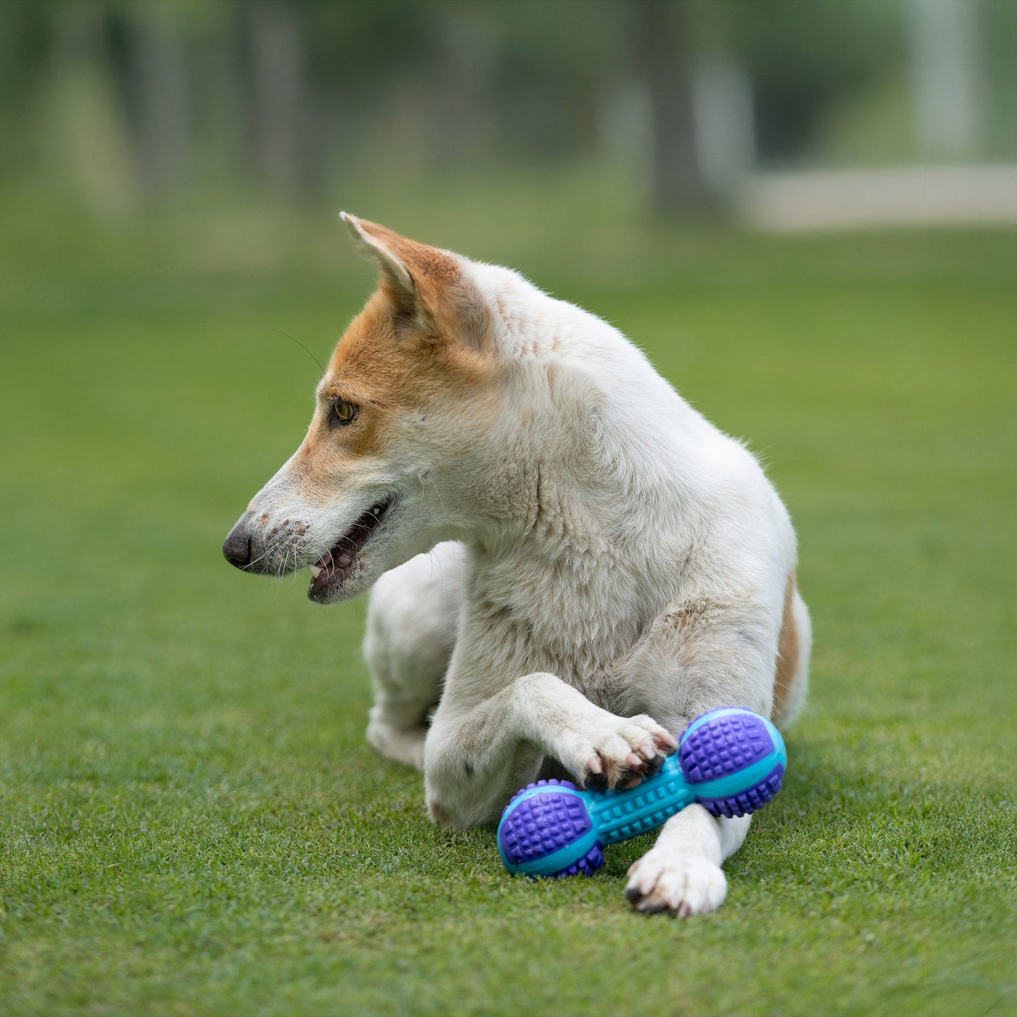Dash Dog Gnaw & Go Squeaky Toy For Dog - Purple & Blue