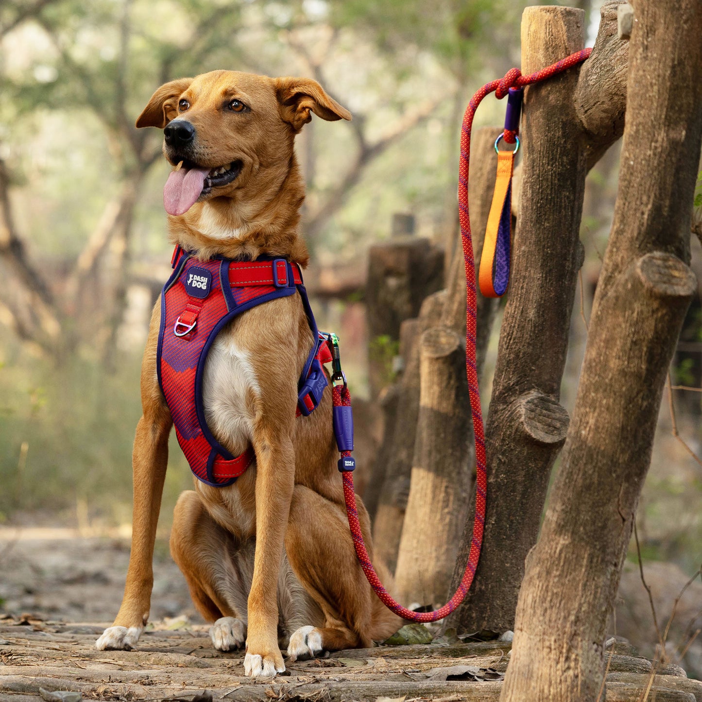 Dash Dog Sunset Chaser Rope Leash For Dog - Red - 6ft