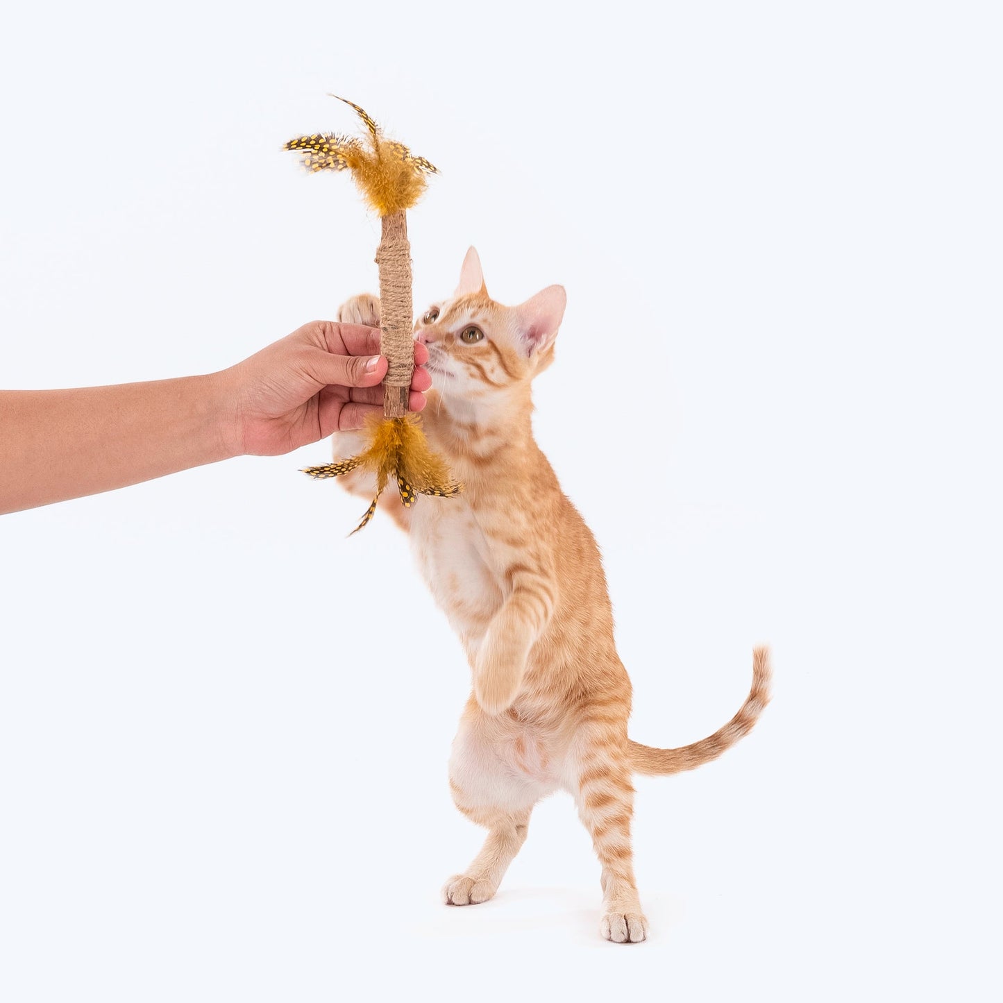 HUFT Whisker Wand With Feathers & Bell Interactive Cat Toy_08