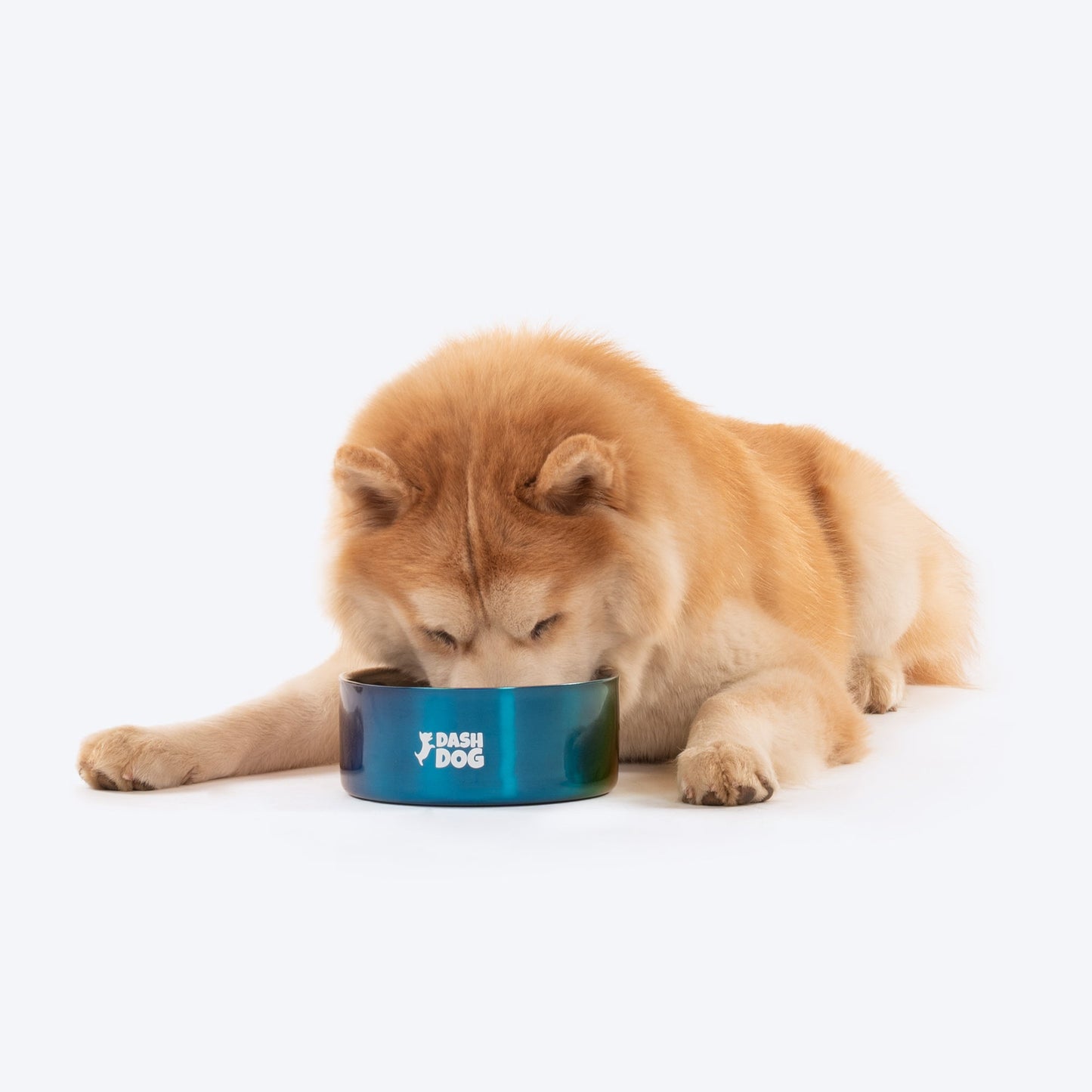 Dash Dog Rainbow Dog Bowl_05