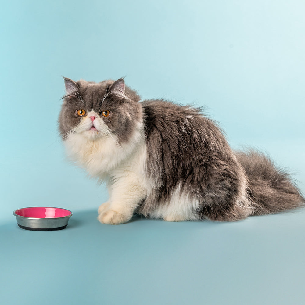 HUFT Cutest Collection Slurp Kitten Bowl - Pink - Heads Up For Tails