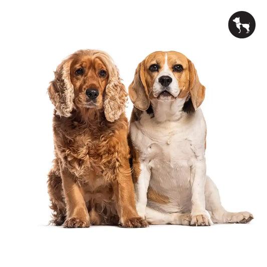 Beagle vs Cocker Spaniel