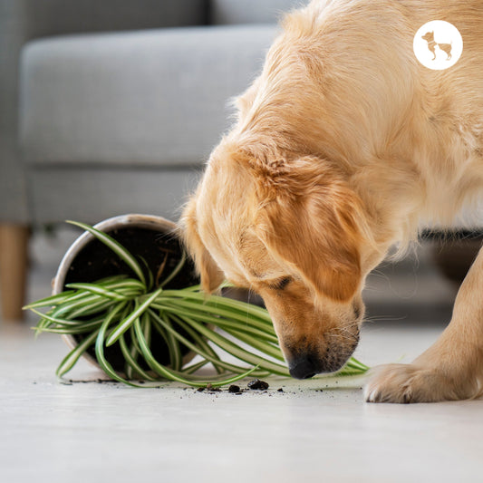 Best Pet-Safe Indoor Plants