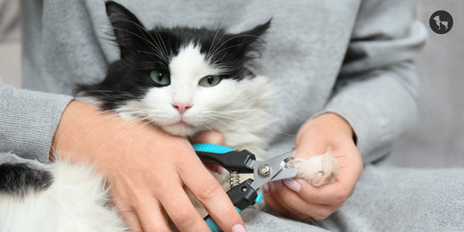 How to Trim Your Cat’s Nails at Home in 4 Easy Steps?