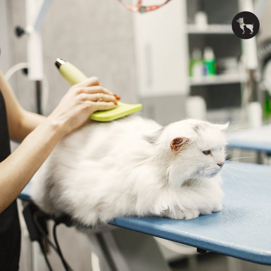 Cat Grooming in Singapore
