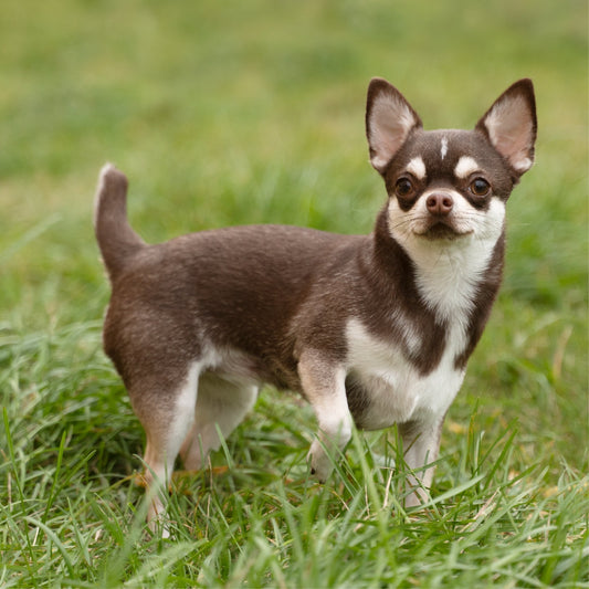 Chihuahua Dog Breed Information: Characteristics, Personality, Training, Grooming, Healthcare & More