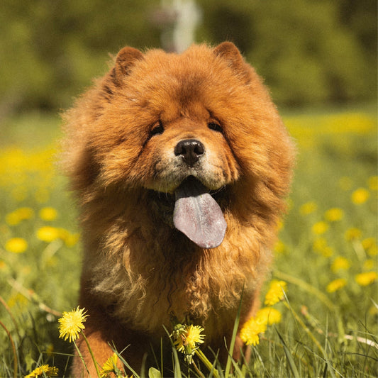 Chow Chow Dog Guide: Everything You Need to Know