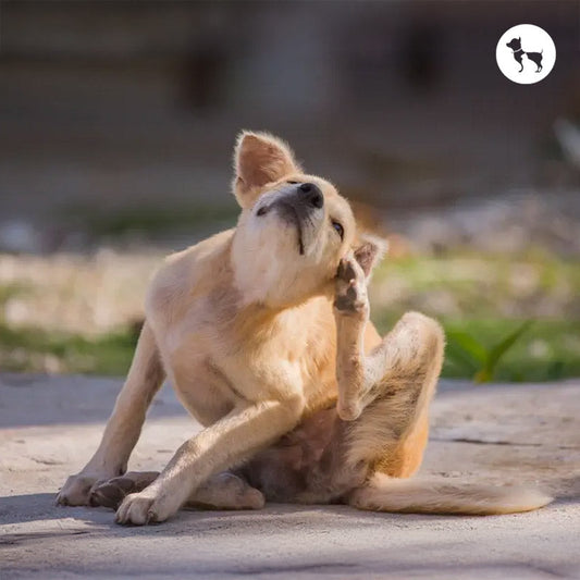 Common Dog Allergies and How to Manage Them