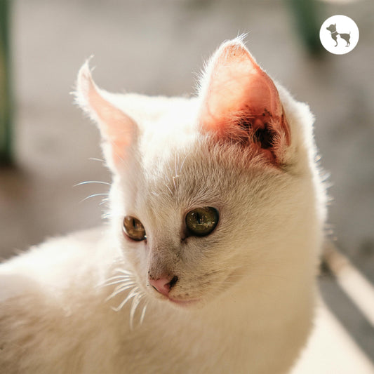 Ear Mites in Cats