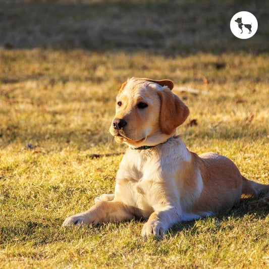 Top Dog Parks and Runs in Singapore (2025)