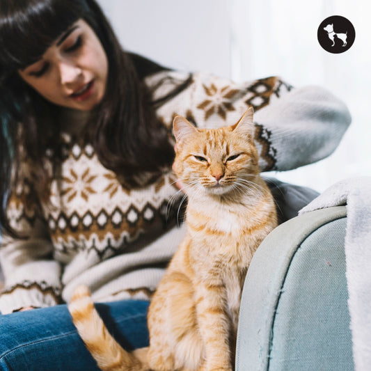 Is It Safe to Keep Cats in HDB Flats