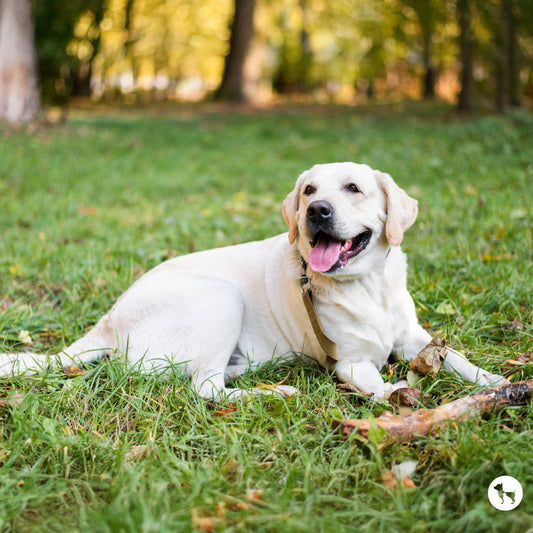 Labrador Dog Breed Profile: Temperament, Personality, Appearance, Training, Nutrition, Health, & More