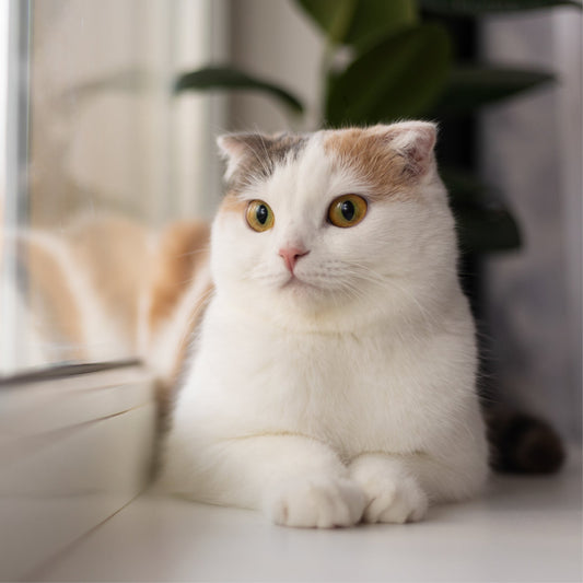 Ragdoll Cat Breed Profile: History, Overview, Appearance, Training & Care