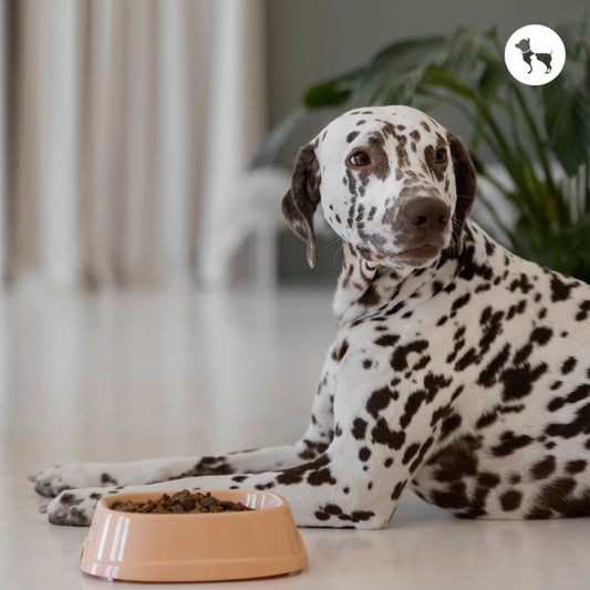 Why Your Dog Refuses Food but Still Eats Treats: Common Causes & What You Can Do