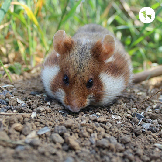 Popular Hamster Breeds in Singapore