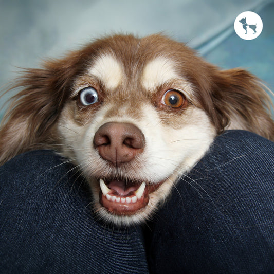 Common Dog Eye Infections