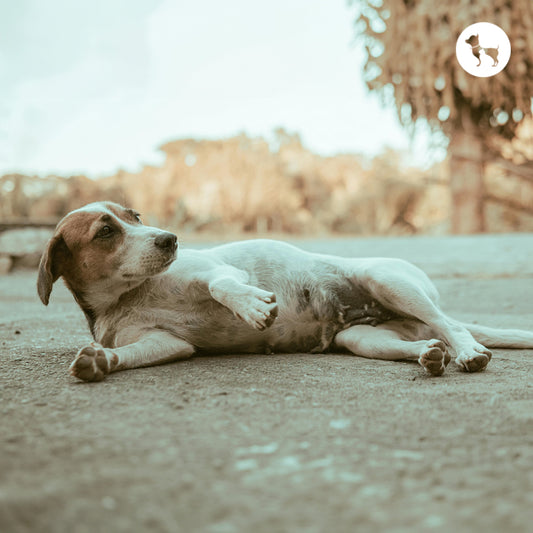 Dry Skin in Dogs