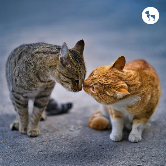 Male vs Female Cats: Key Differences in Behaviour, Personality & Care