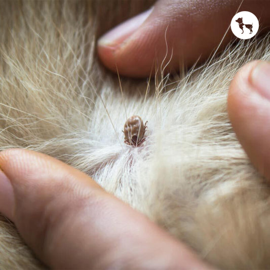 Ticks on dogs treatment