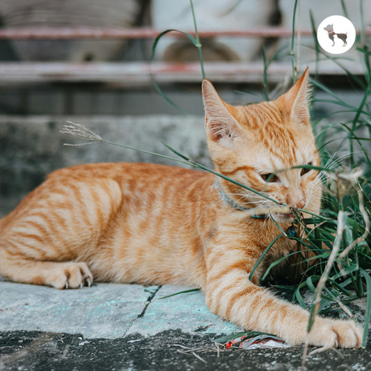 What is Cat Grass