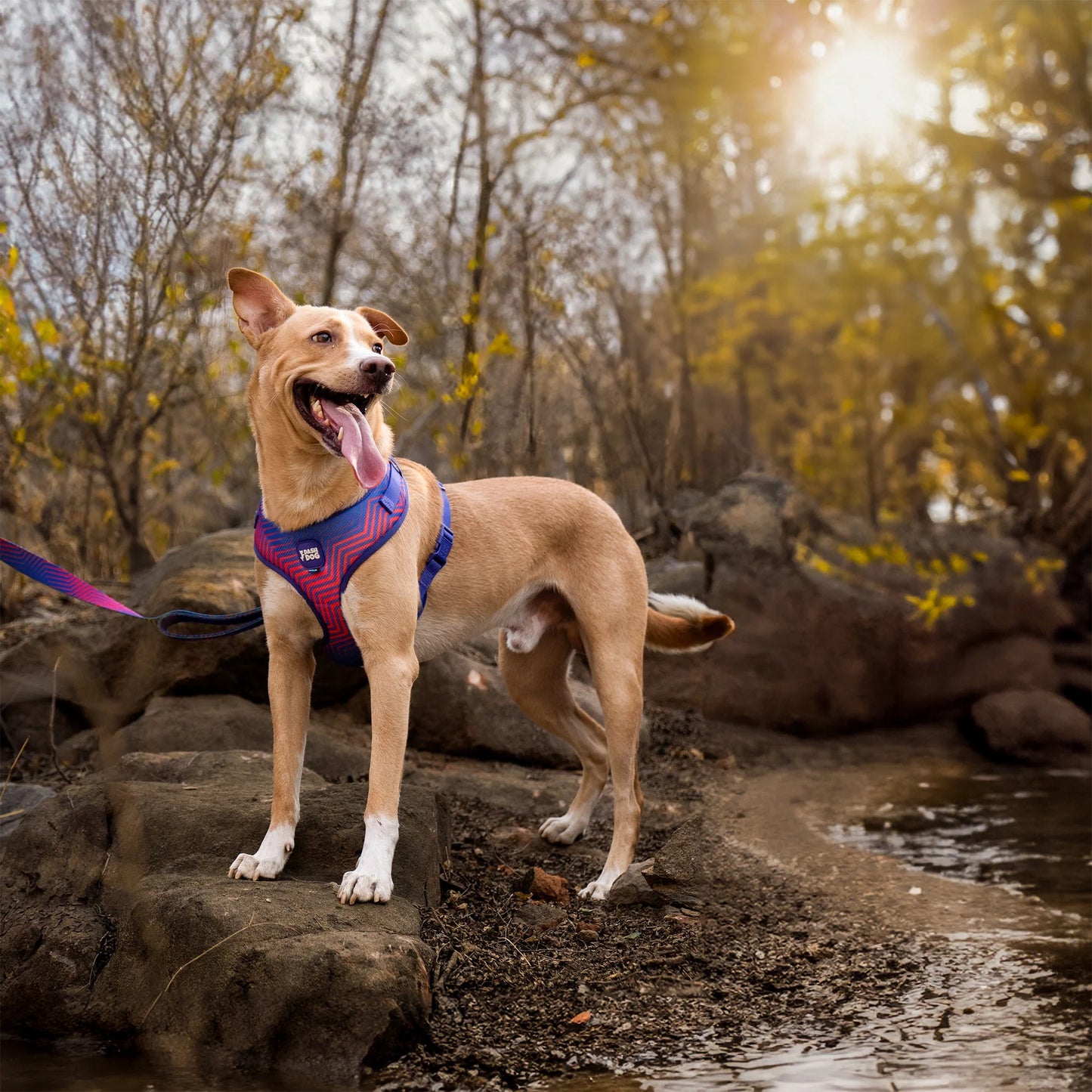 Dash Dog Chevron Easy Walk Harness For Dog - Purple