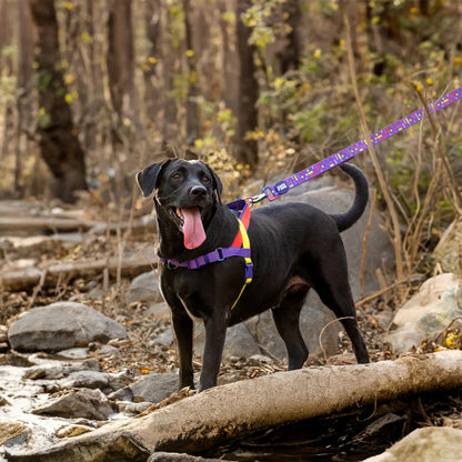 Dash Dog Pixel Dual Handle Leash For Dog - Purple