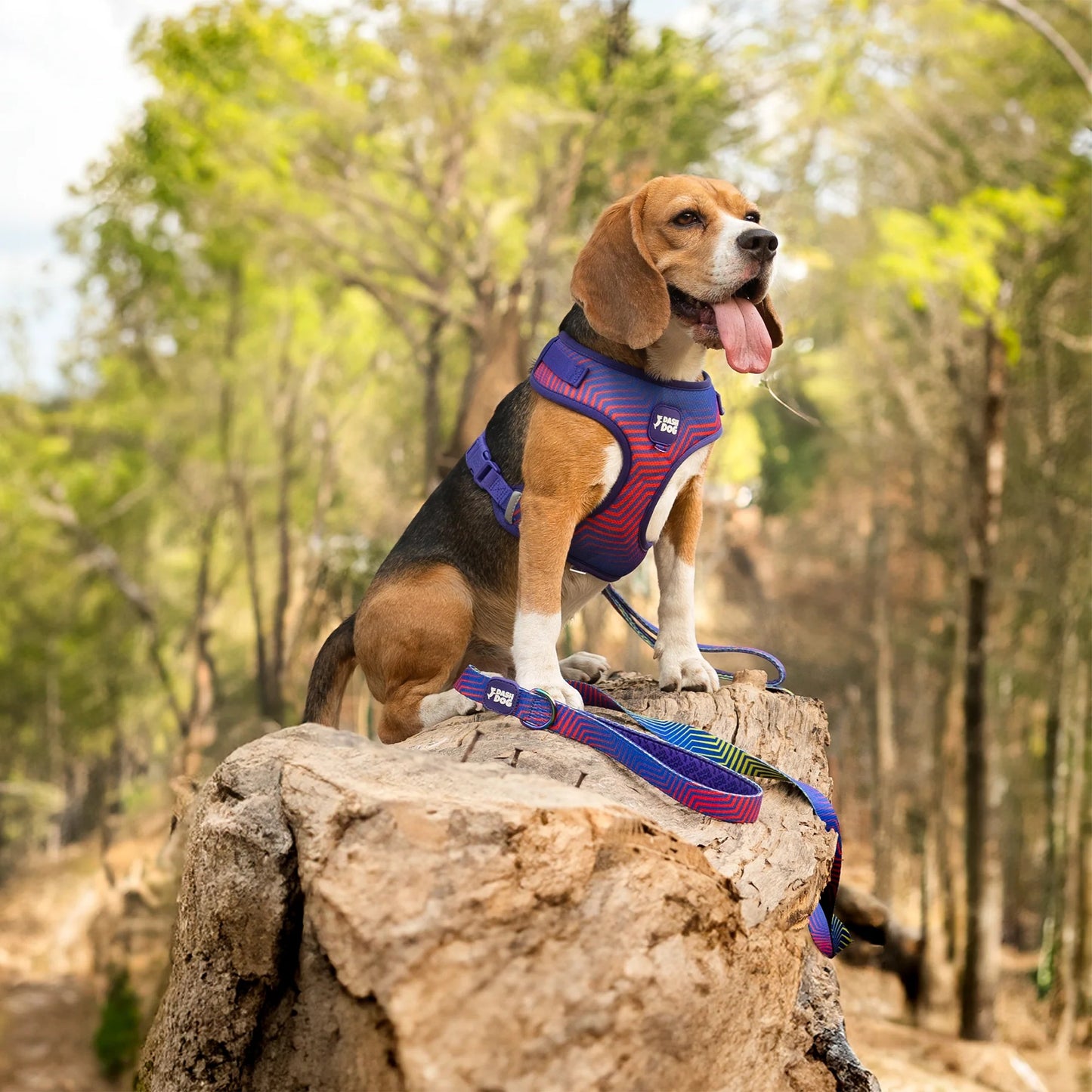 Dash Dog Chevron Dual Handle Leash For Dog - Purple