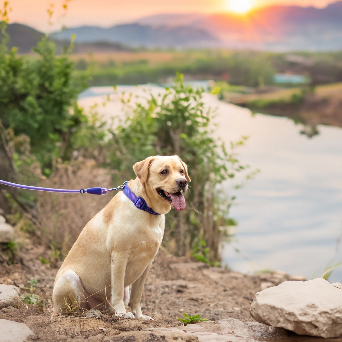 Dash Dog Zoom Easy Leash For Dog - Purple