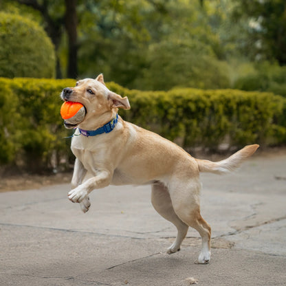 Dash Dog Double Trouble Ball Toy For Dog