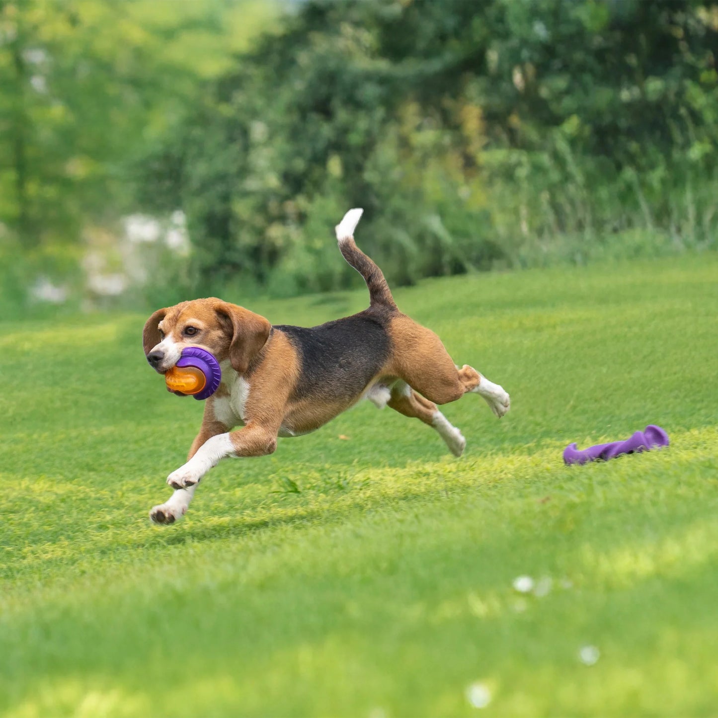 Dash Dog Chomping Champ Ball Toy For Dog
