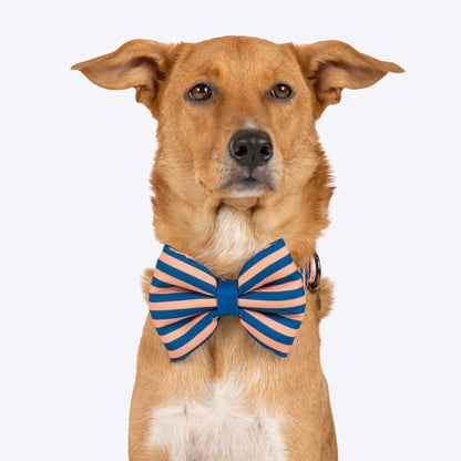 HUFT Happy Stripes Bow Tie With Collar For Dog - Blue & Peach