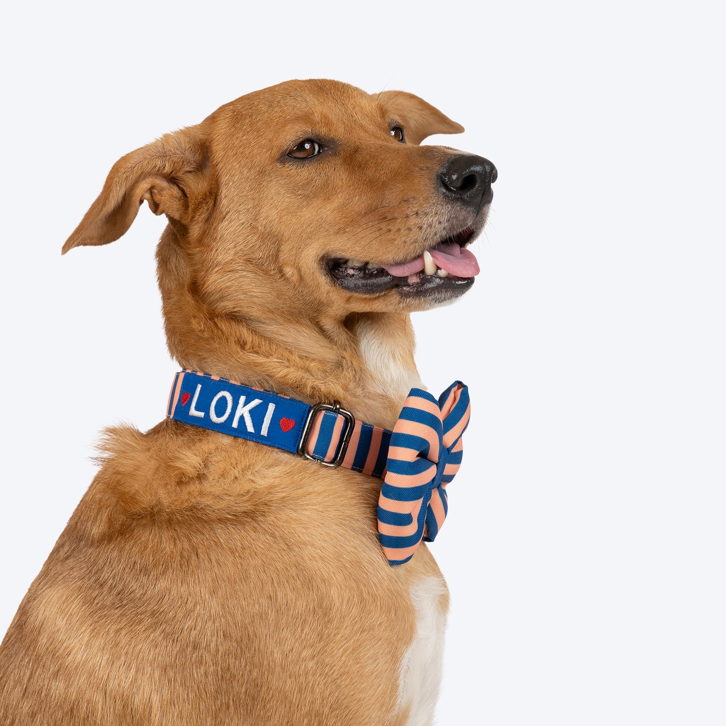 HUFT Happy Stripes Bow Tie With Collar For Dog - Blue & Peach