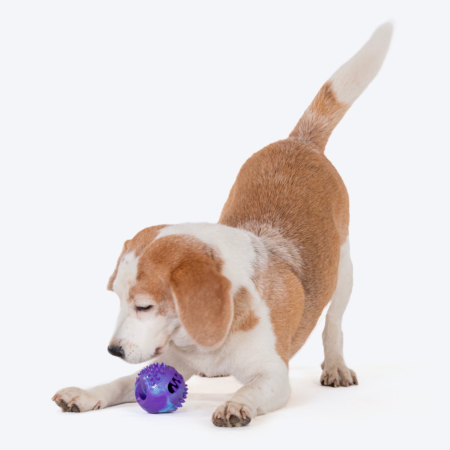 Dash Dog Crunch Munch Ball Toy For Dog - Purple & Blue