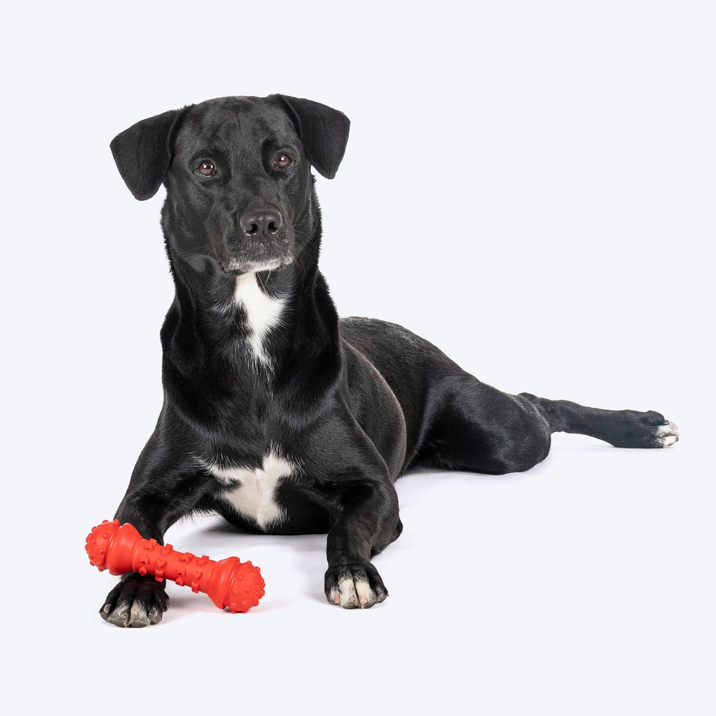 HUFT Chewtastics Rolley Chew Toy