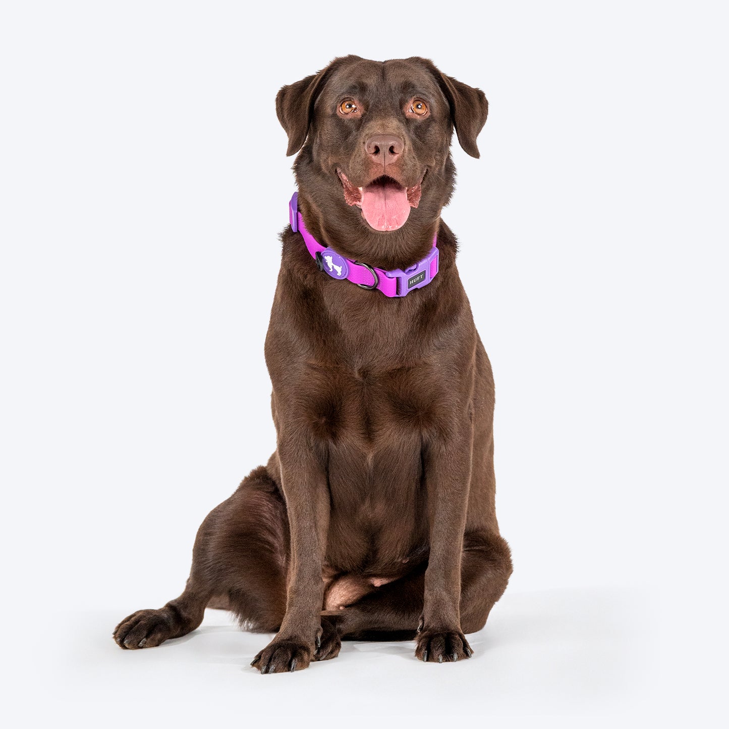 HUFT Hive Harmony Waterproof Collar And Leash Set For Dog - Purple