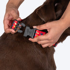 HUFT Heart To Heart Collar For Dog - Red