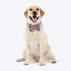 HUFT Pawsome Blossom Bow Tie With Collar For Dog - Green & Pink