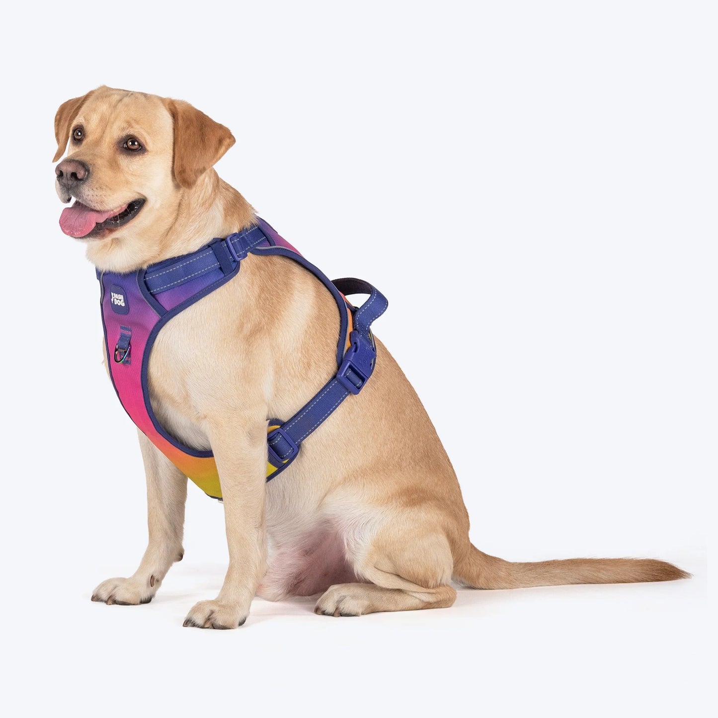 Dash Dog Flow Walk-Along Harness For Dog - Pink & Purple