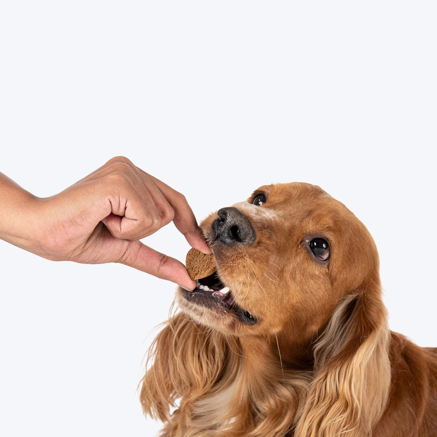 Hearty Chicken & Cheddar Cheese Healthy Dog Biscuits - 320 gm