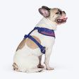 Dash Dog Chevron Easy Walk Harness For Dog - Purple